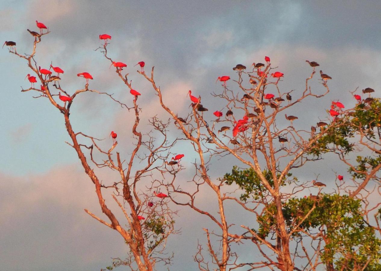 Pousada Casa Azul Do Piaui Luís Correia Eksteriør billede